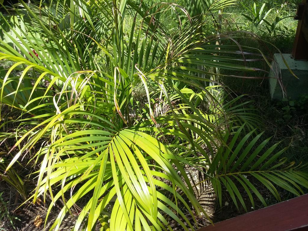 Kalinka Inn Gili Meno Exterior foto